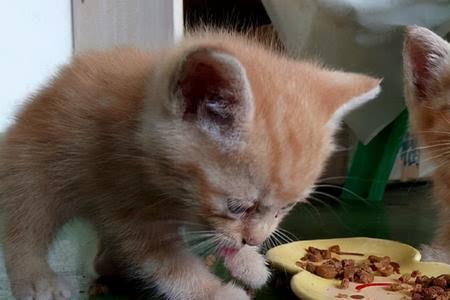 怎么让猫吃人的剩饭剩菜