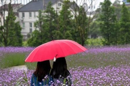 女生说撑伞也是雨中人怎么回