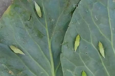 藿香正气水能除菜青虫吗