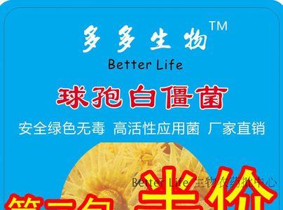 自制白僵菌最简单的方法