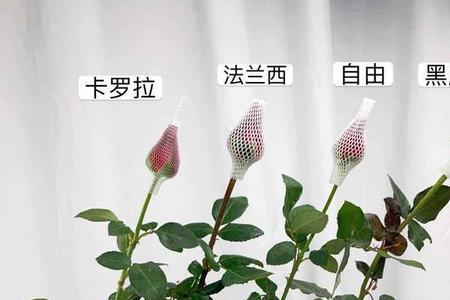 罗德斯红玫瑰和卡罗拉的区别