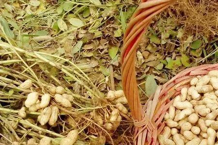 春花生收获后可以种红薯吗