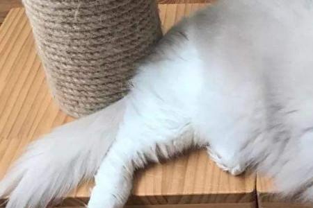 布偶怎么能长个子
