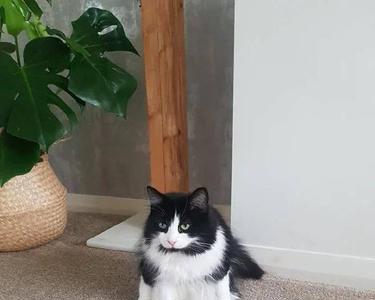 猫半蹲撅着走路为什么