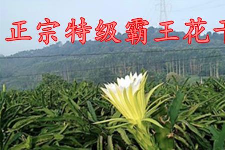 剑花和霸王花的区别