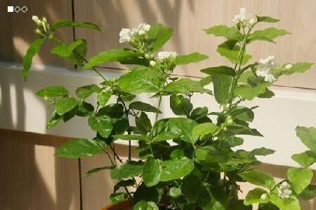 茉莉花藤蔓怎么养