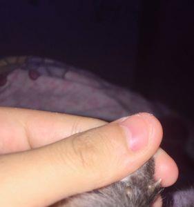 公猫身上的小豆豆是什么