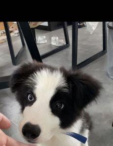 边牧异瞳是缺陷还是怎么回事
