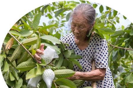 良田栽果树算违法吗