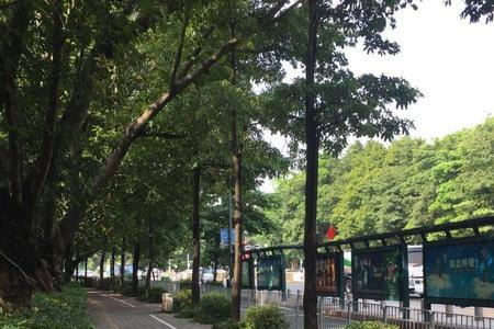 深圳园山考场什么时候开考