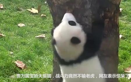 大熊猫功仔为什么是西部战神