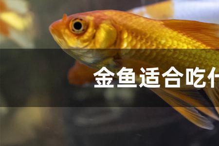 铅笔鱼吃饲料行吗