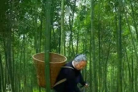 北方种植的早园竹会长竹笋吗