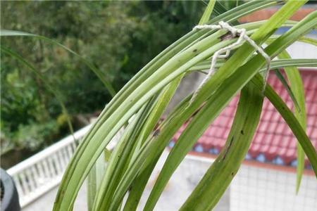 秋芝和蕙兰的区别