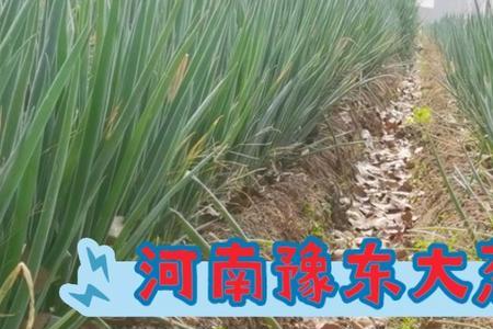 豫东啥时间育大葱苗