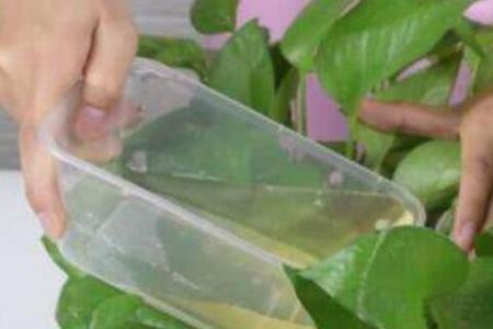 水放在户外变成绿色能浇花好吗