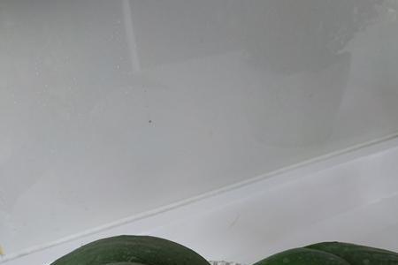蝴蝶兰换盆用多菌灵杀菌吗
