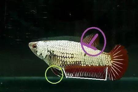 泰国斗鱼缩鳍怎么治