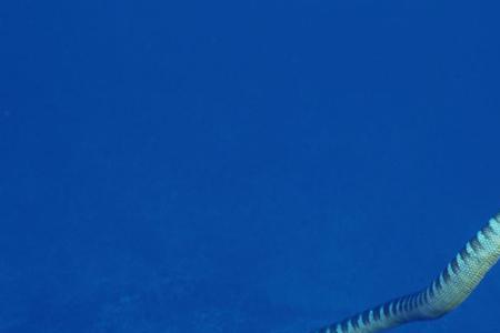 海蛇公园开放了吗