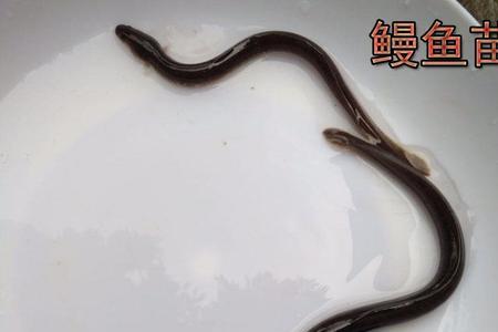 100亩淡水鳗鱼养殖利润