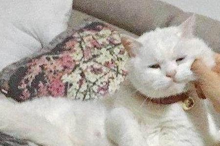 猫一个人在家叫怎么办
