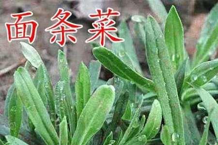 面条菜能蒸馒头吗