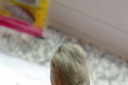 乌龟的头上的皮是什么