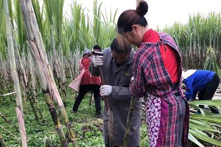 四川的甘蔗什么时候甜