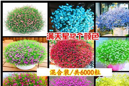 满天星种植方法全过程