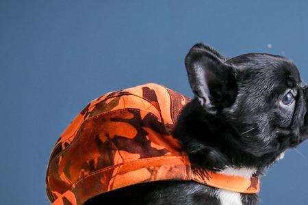 怎样防止法国斗牛幼犬呛奶