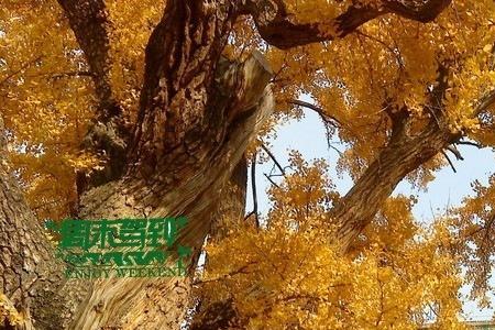 为什么大觉寺都是尼姑
