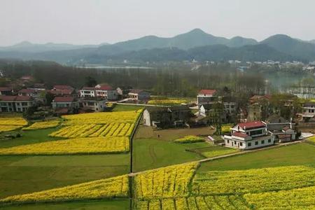 桃江印象花海门票