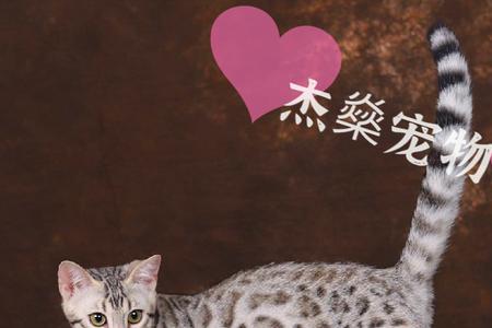 银豹猫好还是金豹好