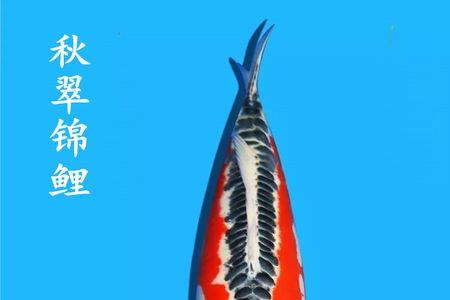 锦鲤昭和隐墨什么时候出