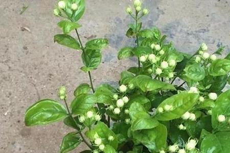 茉莉花与桂花树哪个好养