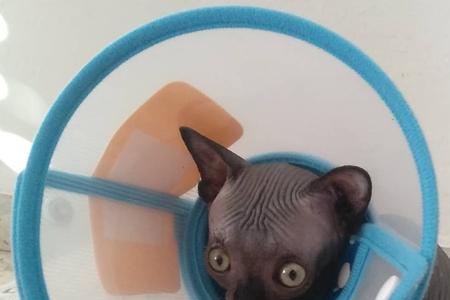 无毛猫冻僵怎么救