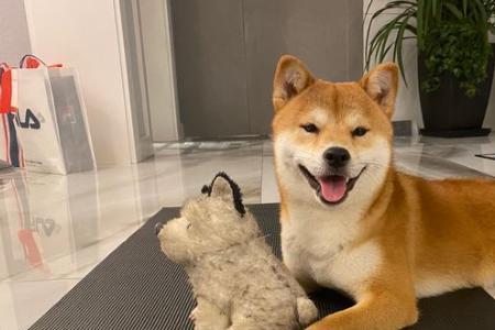 柴犬发育的前兆