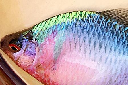 彩石鳑鲏长多大