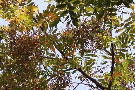 苦楝树种子能出芽吗