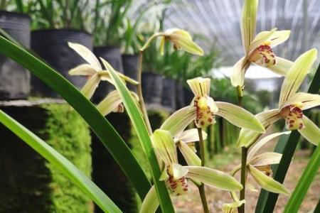 建兰小桃红10月份还能开花吗