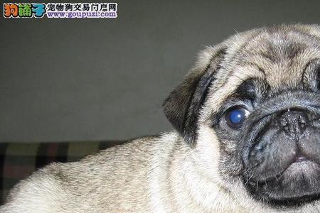 巴哥能吃薄荷糖吗
