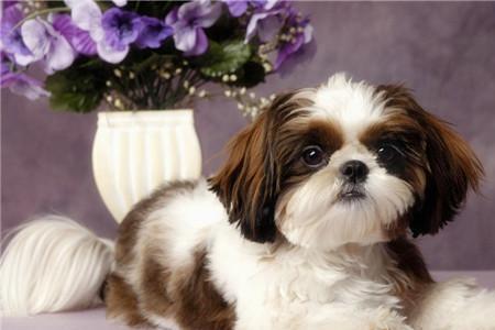 西施犬能长多大