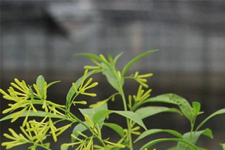晚香玉如何催花芽