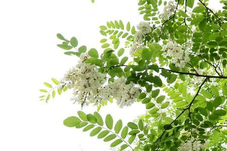 白槐花的花语是什么
