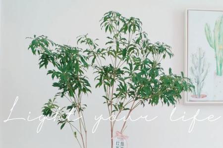 柳木多久开花