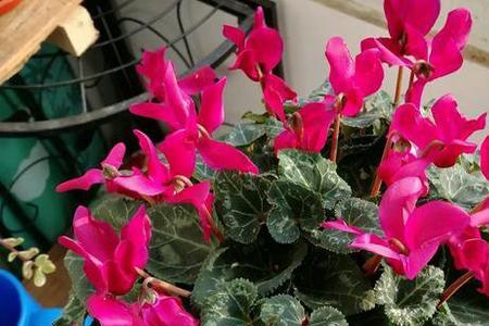 丹顶鹤花怎么养