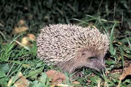 晚上在路上看见刺猬意味着什么