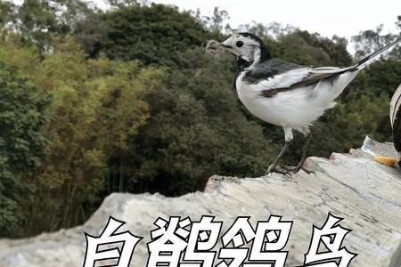 楼顶放个鸟屋会有鸟来筑巢吗