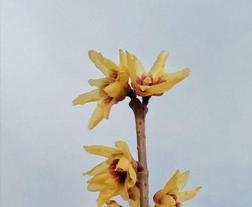 黄梅飘香的意思