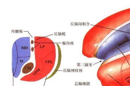 丘脑顶叶是什么